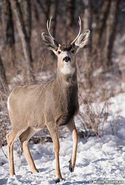 Prancing buck 121921 1305