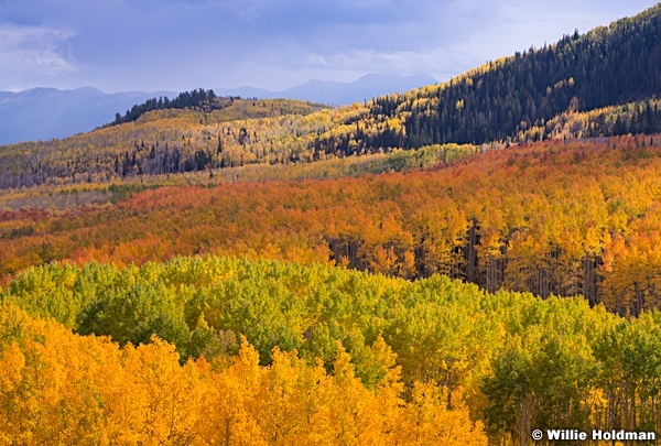 Colorful Aspens 092914 0238