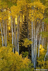 Lone Pine Aspens 100722 1488