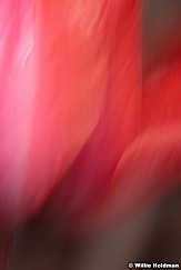 abstractflowers051911 27