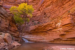 Cottonwood Tree Waterfall 103024 6133