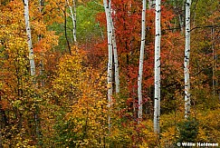 Wasatch Back Autumn Colors 092924 0969