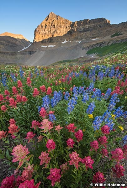 Timpanogos Wildflowers 080116 7009