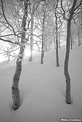 Aspensinfog030811BW 221