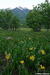 Provopeakhobblecreek061708 9734