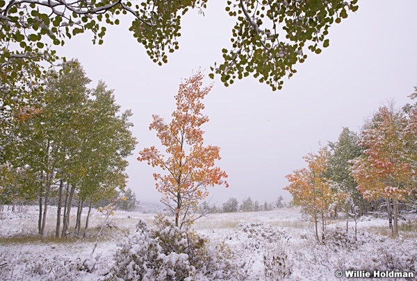 clouds Snow Aspens 092713 6529