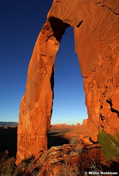 Droyalarch