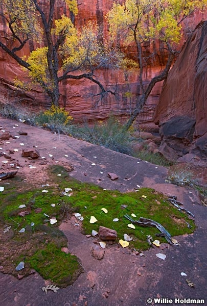 Cottonwoods Escalante 110616 1847 4