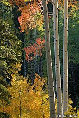 Three Aspen Trunks 092021 3687