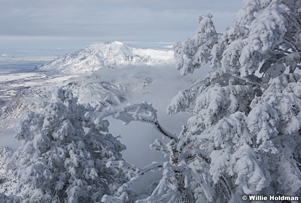 Frosty Pines Snowbasin 011217 0385