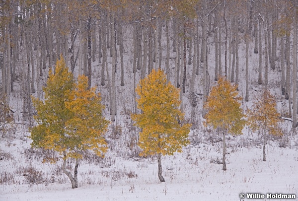 Four Aspen Trees 101118 0388 3