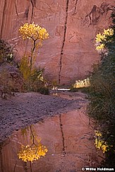 Cottonwood reflection 102519 09661