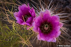 Cactus in Bloom 042117 5032