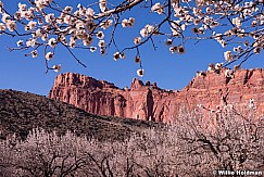 Capitol Reef Blossoms 031414 0007