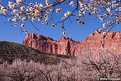 Capitol Reef Blossoms 031414 0007