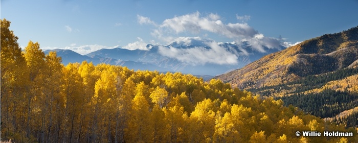 Goldenaspens101711
