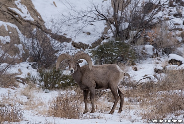 Capitol Reef Snow 012720 0269 3