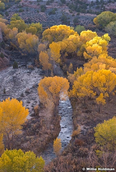 Escalante River Cottonwoods 102718 5702 2