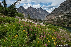 Pink monkey flowers Tetons 072323 0092 0092
