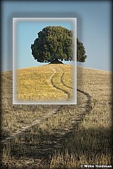 Oaktree092309contempflat