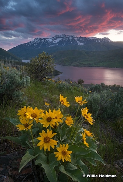 Daisies Timpanogos Sunset Deer Creek F052025 8589