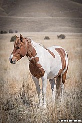 Wild Horses Paint t 040320 2