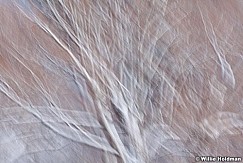 abstracttree121510 5