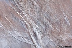abstracttree121510 5