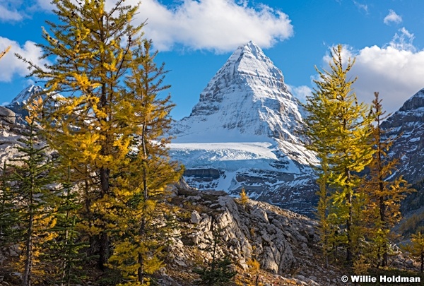 Assiniboine Larch Trees 092015 0959