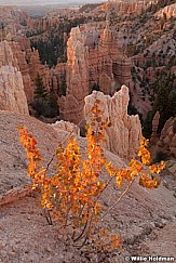 Aspen Tree Bryce 091612 1471