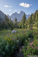 Wildflowers Cascade Canyon Teton 081219 3078