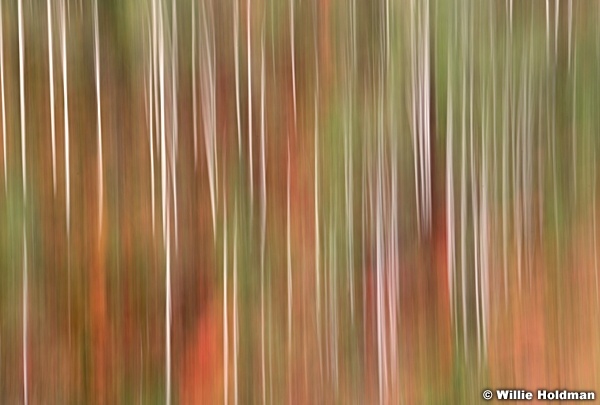 Aspen Trunk Abstract 091920 8876 4