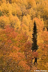 Lone Pine In Orange 093025 0366