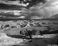265031600217BW