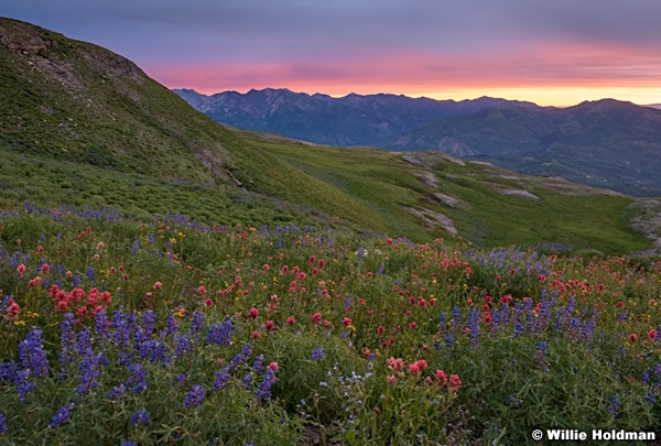 Wasatch-Wildflowers-Timpanogos-071915-9341