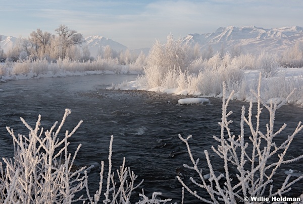 Frosty Trees Provo River 011316 9667