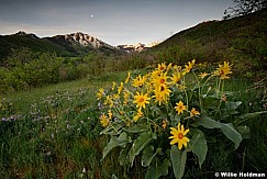 Dsouthforkspringflowers