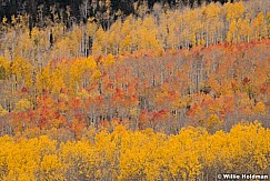 Orange Red Aspens 100521 9955