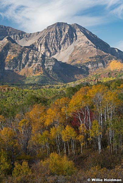 Yellow Aspens Timpanogos 100221 8383