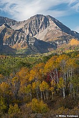 Yellow Aspens Timpanogos 100221 8383