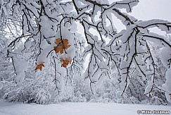 Last Leaves Snow 010517 9120 5