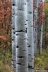 Stacked Aspen Trunks 092317 3168 5