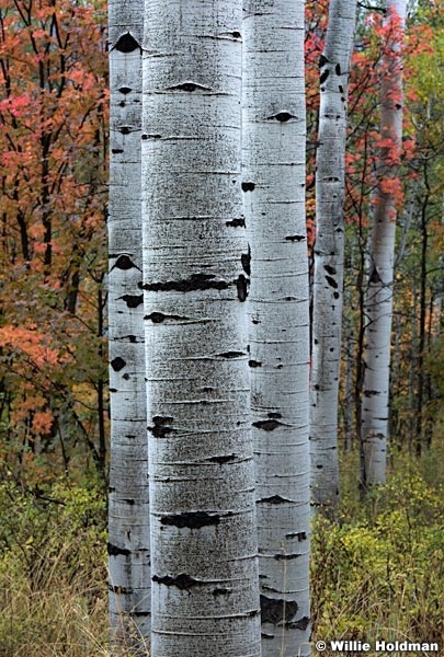 Stacked Aspen Trunks 092317 3168 5