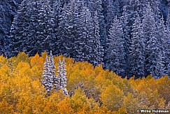 Frost Pines Aspens 092613 5569