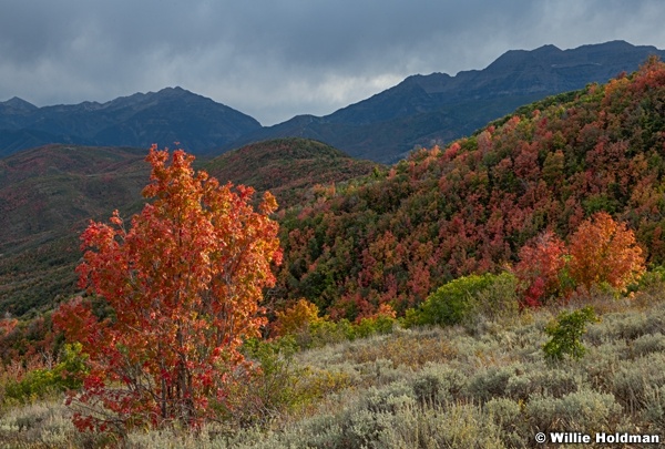Red Maples Timp Cascade 091624