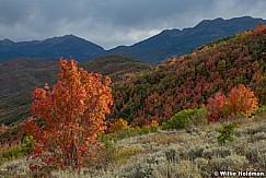 Red Maples Timp Cascade 091624