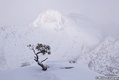 Bonsai Tree Zion Winter 020619 5578 3