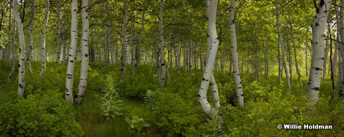 Green Spring Aspens 052913