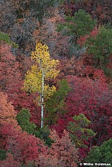 Lone Aspen Among Red Maples092524
