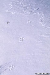 217000007006